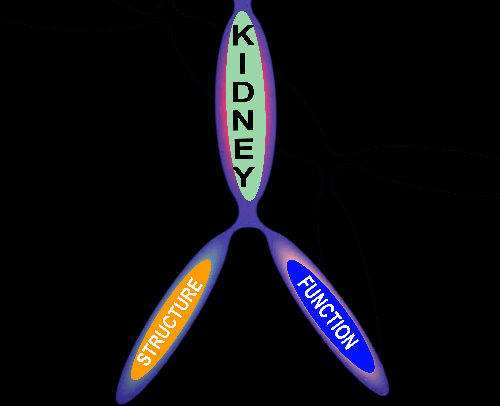 kidney, tree mapping, roots, structure, function, the common vein, Ashley Davidoff MD