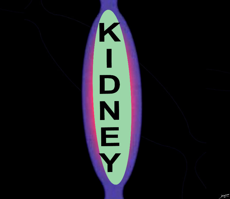 kidney, tree mapping